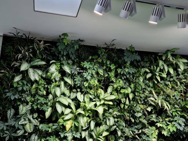 istock vertical greenery on the wall of the building in the interior. irrigation distribution using a drip hose built into the flower pots. absorbent wicks. shop window with overhead lighting, ramp 1510462487