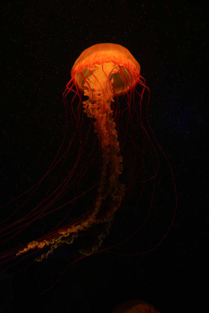 istock Colorful jellyfish floating in water 1510474712