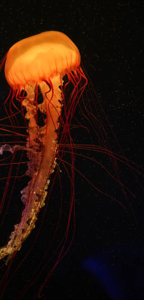 istock Colorful jellyfish floating in water 1510474715