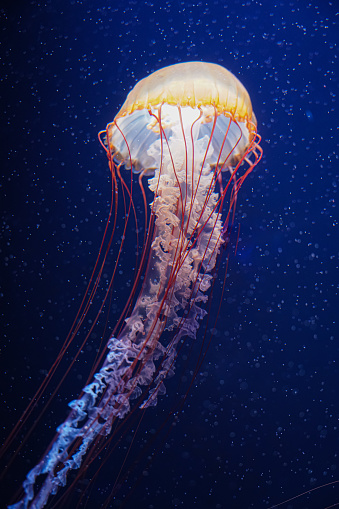 Colorful jellyfish floating in water