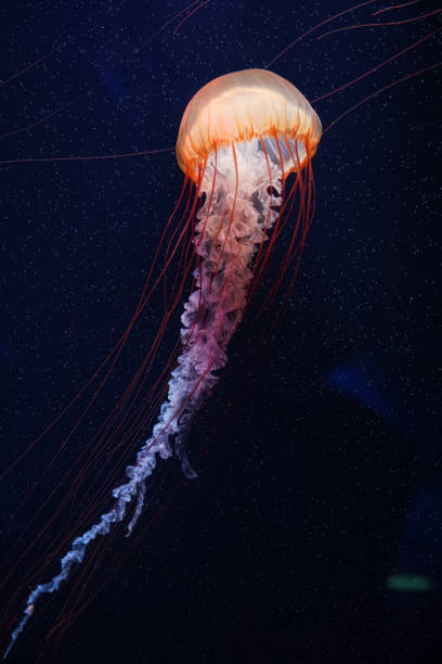 istock Colorful jellyfish floating in water 1510483208