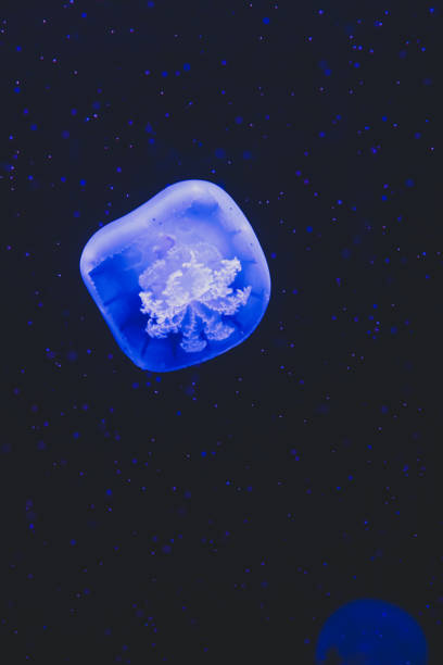 istock Colorful jellyfish floating in water 1510491703