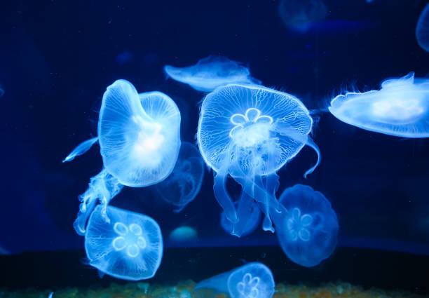 istock Colorful jellyfish floating in water 1510492733