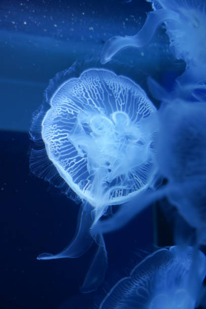 istock Colorful jellyfish floating in water 1510492738