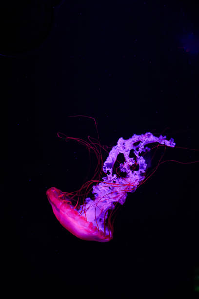 istock Colorful jellyfish floating in water 1510494848