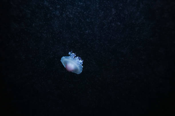 istock Colorful jellyfish floating in water 1510497527