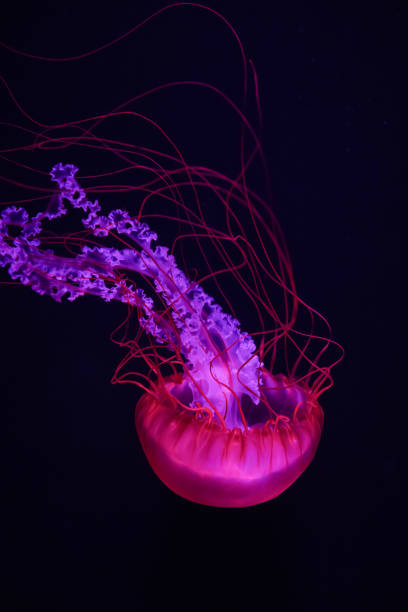 istock Colorful jellyfish floating in water 1510497530