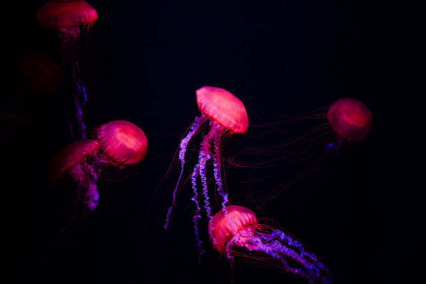 istock Colorful jellyfish floating in water 1510502420