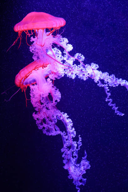 istock Colorful jellyfish floating in water 1510502421