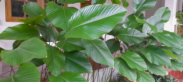 istock Goeppertia loeseneri (syn. Calathea loeseneri) 1510504553
