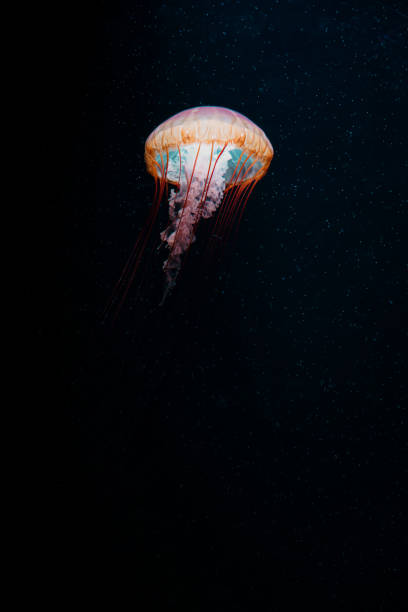 istock Colorful jellyfish floating in water 1510506126