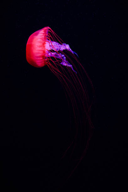 istock Colorful jellyfish floating in water 1510508392