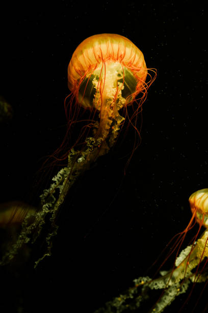 istock Colorful jellyfish floating in water 1510509776
