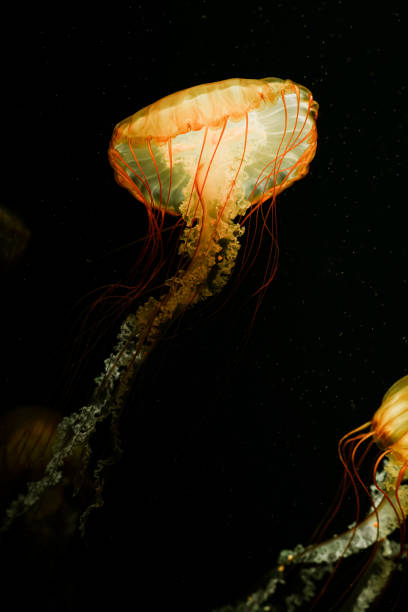 istock Colorful jellyfish floating in water 1510511336