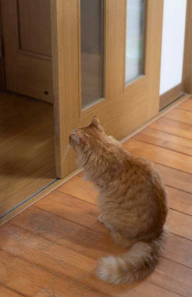 istock Back view of a sitting cat Brown tabby cat 1510519744