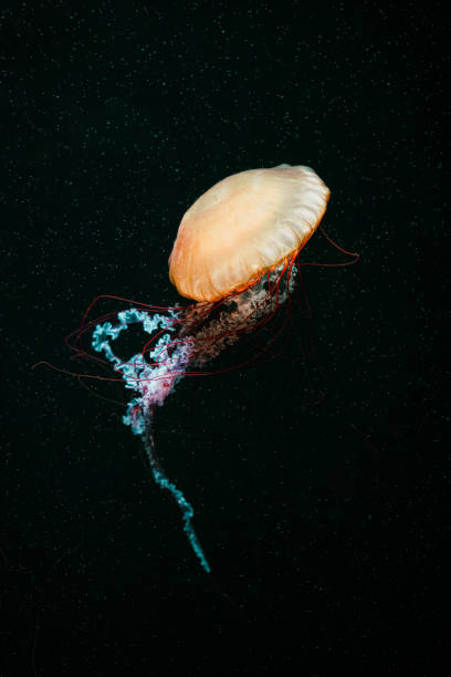 istock Colorful jellyfish floating in water 1510520262