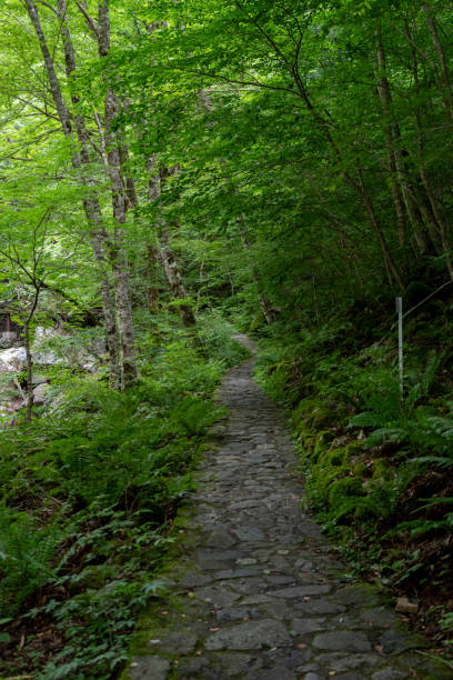 istock A promenade in the greenery 1510520265