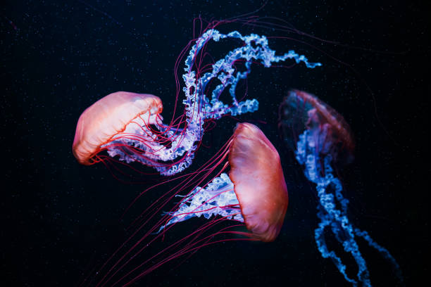 istock Colorful jellyfish floating in water 1510520266
