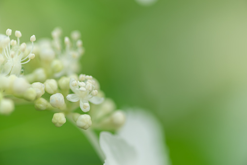 Photographing hydrangea with a macro lens