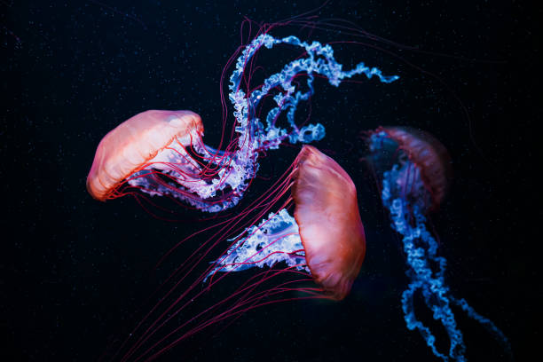istock Colorful jellyfish floating in water 1510521895