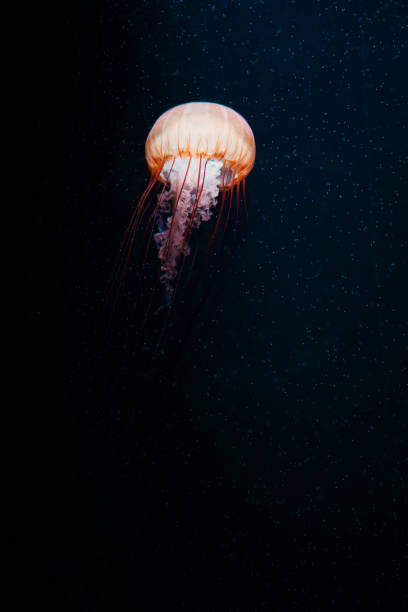 istock Colorful jellyfish floating in water 1510521897