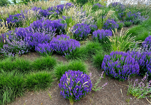 fresh lush flower bed with sage blue and purple flower color combined with ornamental grasses lush green color perennial flower bed, mainacht, salvia nemorosa
