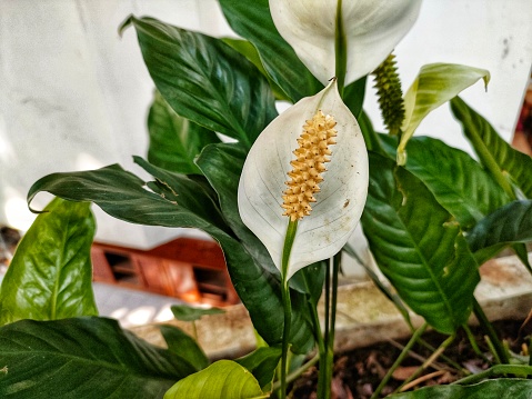 peace lily or Spathiphyllum kochii or Spathiphyllum cochlearispathum is a plant species belonging to the Araceae family.