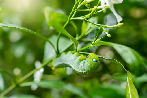 Close up Green Spicebush swallowtail caterpillar hanging on green leaf.
