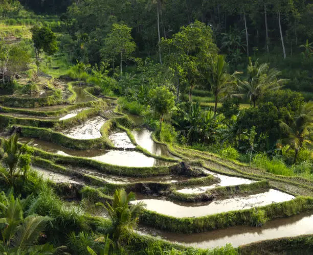 Ricefield terraces in Karangasem Bali, Indonesia