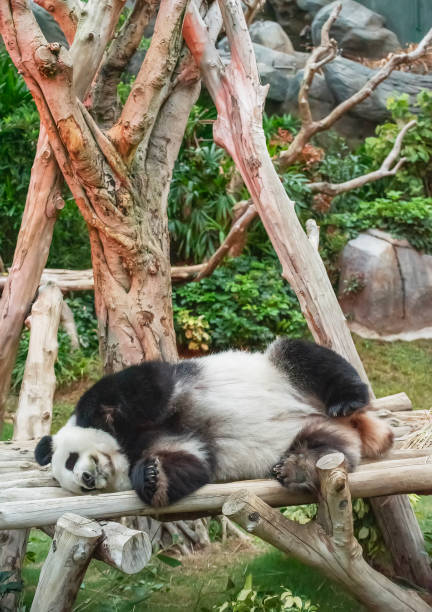 istock A adorable giant sleeping panda bear 1510587877