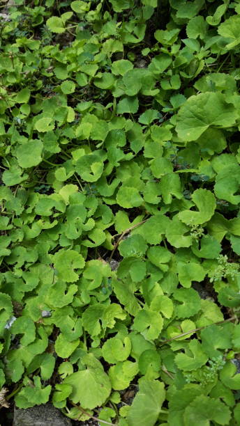 istock Gotu Kola or Centella asiatica 1510596584