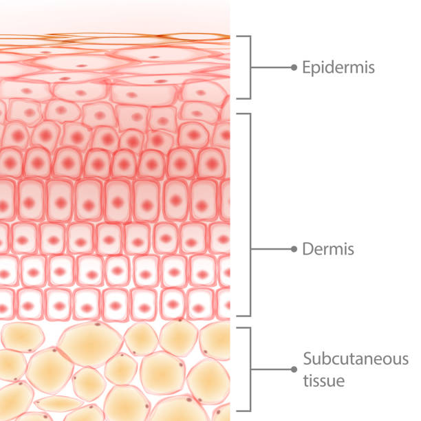 ilustrações de stock, clip art, desenhos animados e ícones de layers of skin tissue, skin cells and fat tissue cells, dermis and adipocytes - fat layer