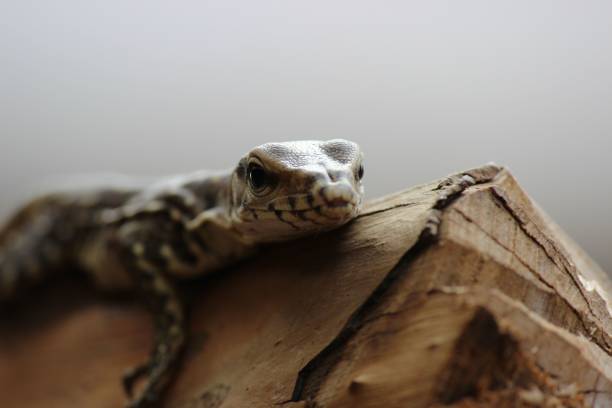 istock Closeup shot of a wild lizard navigating through the rugged terrain. 1510607163