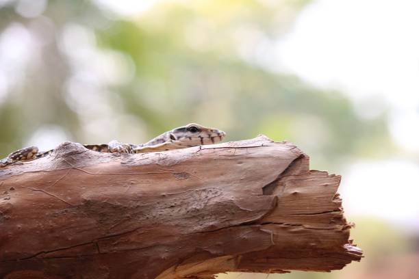 istock Closeup shot of a wild lizard navigating through the rugged terrain. 1510607166