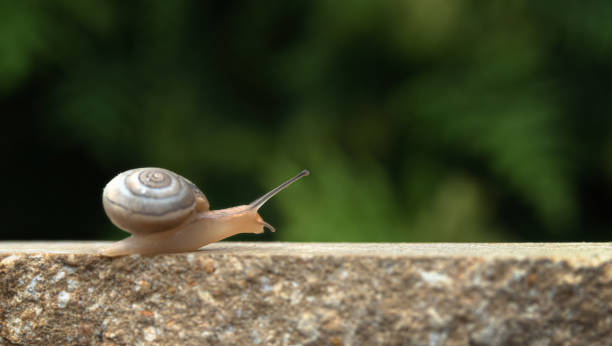 A small snail crawls on a stone. Blurred natural green background. selective focus