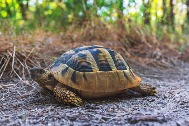 istock Turtle on a forest trail, wildlife animal Bulgaria 1510649397