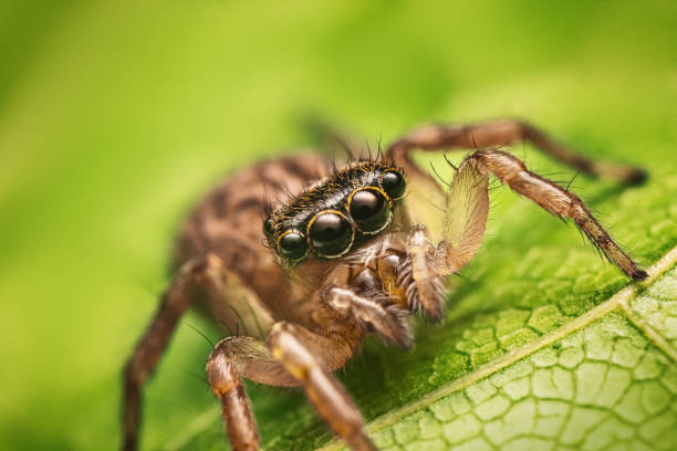 istock Jumping spider macro closeup on a green leaf 1510651542