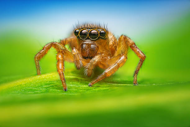 Jumping spider macro closeup on a green leaf and blue sky.