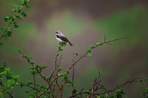 Wheatear bird passerine standing on a blooming tree branch.