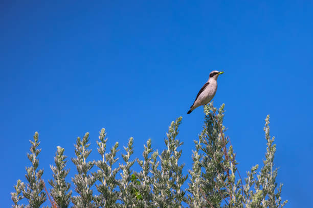Wheatear bird passerine standing on a blooming tree branch with grasshopper in beak.