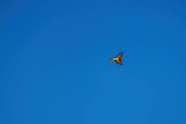 istock Bee-eater color bird flying in the sky 1510664987