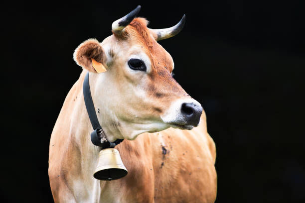 Brown Bergamo alpine cow from the mountains of northern Italy on a black background