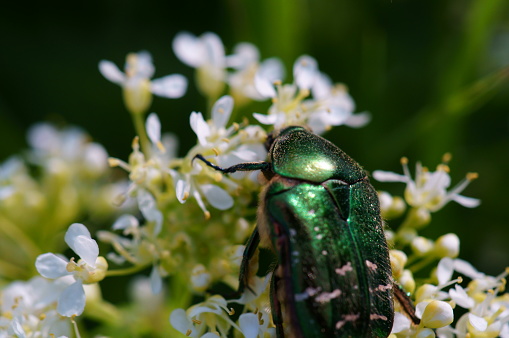 A green May beetle on a wildflower.