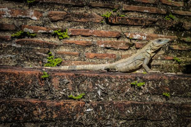 closeup de um lagarto nos degraus do templo de kukulcan, méxico - chichen itza mayan mexico steps - fotografias e filmes do acervo