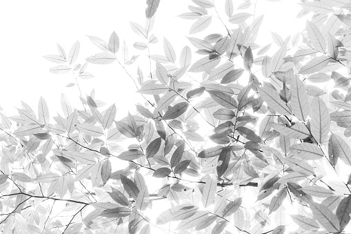leaves on white background black and white