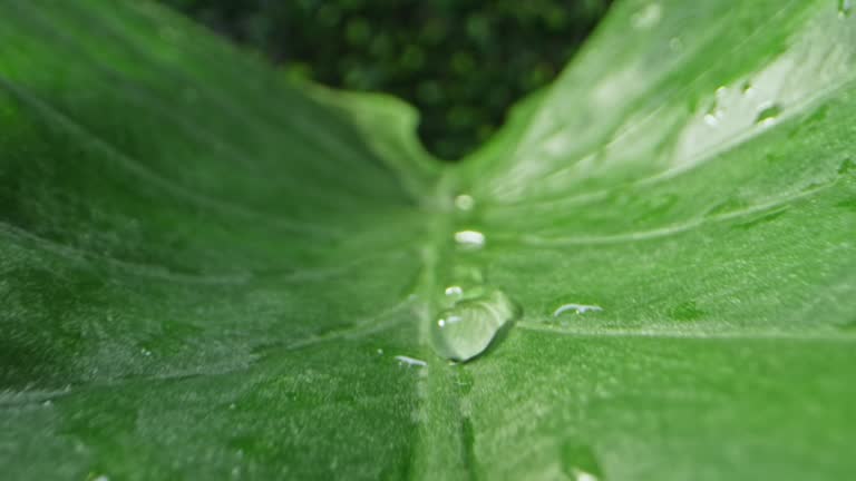 SLO MO DS Water droplets gathering on the surface of a large leaf and gliding down