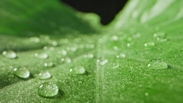 SLO MO DS Above the surface of a large leaf and waterdrops on its surface