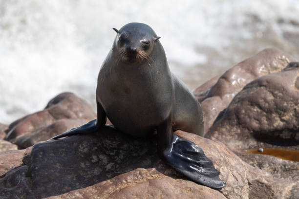 istock One seal emerging from the water 1510709452