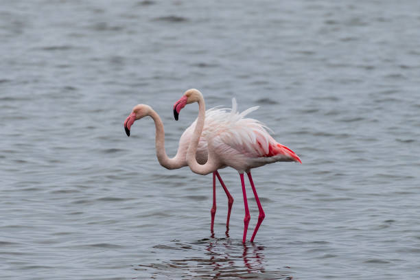 istock Flamingos near Walvis Bay 1510709459