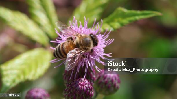 Bee On Flower Stock Photo - Download Image Now - Awe, Beauty, Beauty In Nature